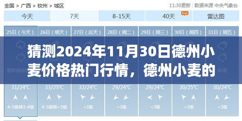 德州小麦行情展望，预测2024年11月30日价格走势，把握机遇闪耀麦田
