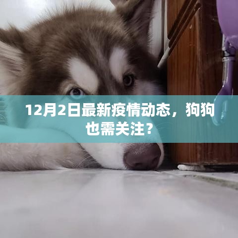 12月2日疫情最新动态，宠物犬的健康也需关注？