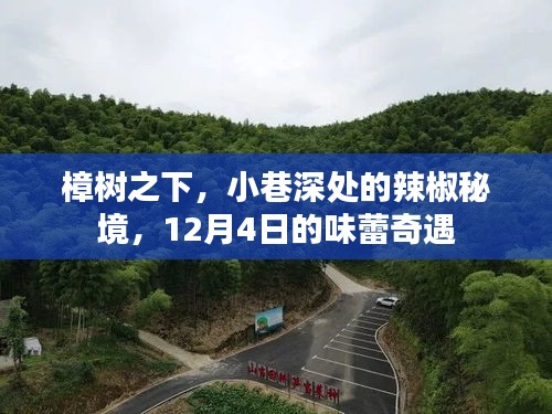 樟树掩映下的辣椒秘境，小巷深处的味蕾奇遇（12月4日）