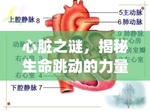 心脏之谜，揭秘生命跳动的力量之源