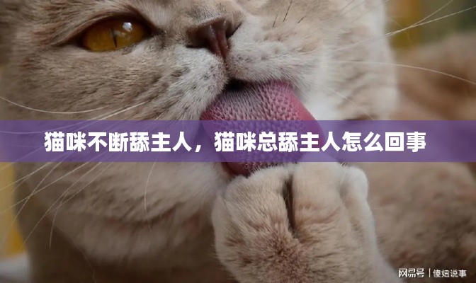 猫咪不断舔主人，猫咪总舔主人怎么回事 