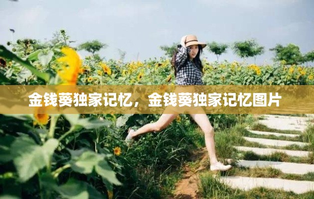 金钱葵独家记忆，金钱葵独家记忆图片 
