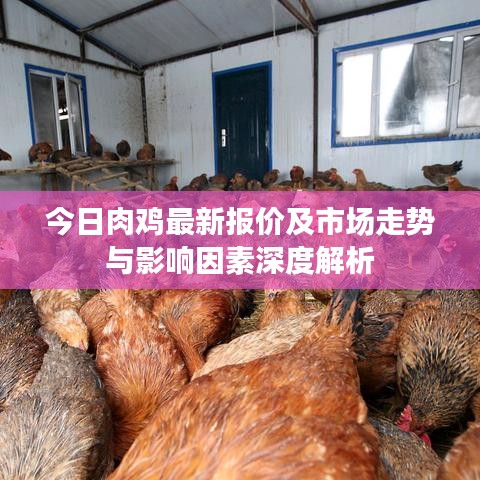 今日肉鸡最新报价及市场走势与影响因素深度解析