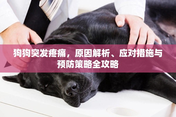 狗狗突发疼痛，原因解析、应对措施与预防策略全攻略