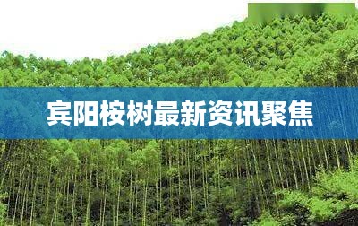 宾阳桉树最新资讯聚焦