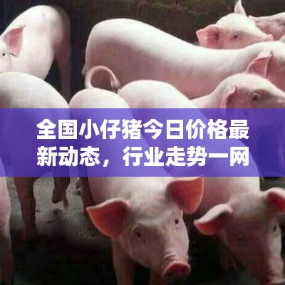 全国小仔猪今日价格最新动态，行业走势一网打尽！