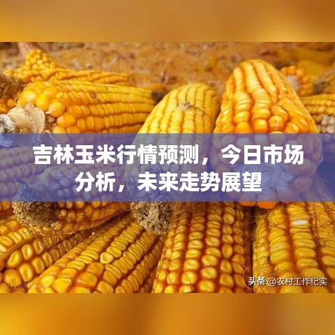 吉林玉米行情预测，今日市场分析，未来走势展望