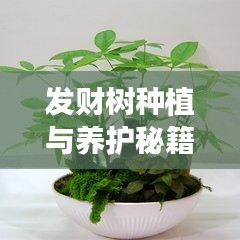 发财树种植与养护秘籍，最新视频教程公开！