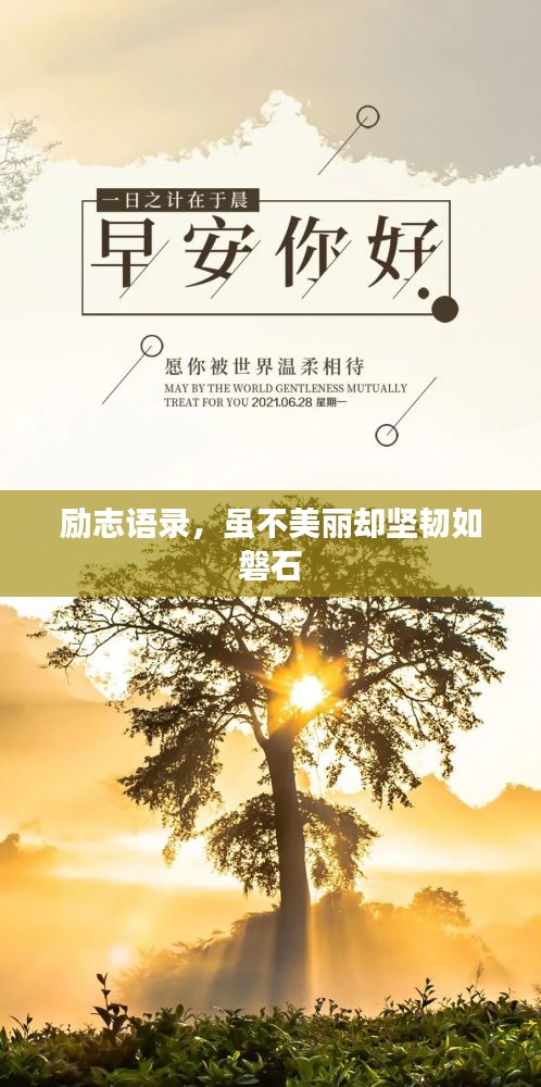 励志语录，虽不美丽却坚韧如磐石