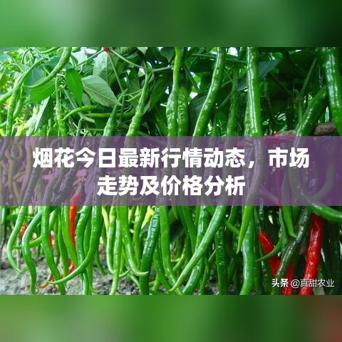 烟花今日最新行情动态，市场走势及价格分析