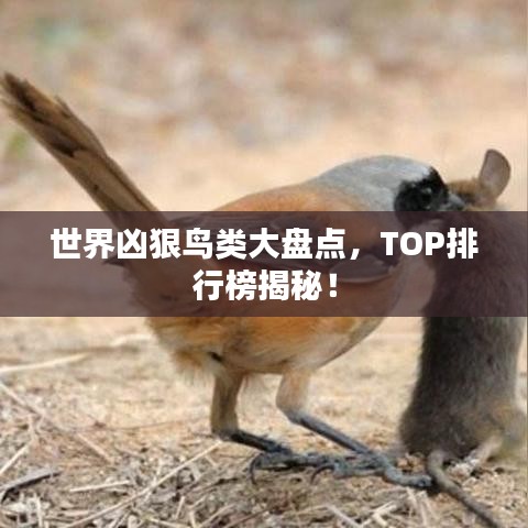 世界凶狠鸟类大盘点，TOP排行榜揭秘！