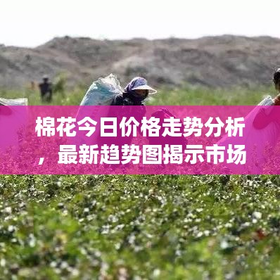 棉花今日价格走势分析，最新趋势图揭示市场走势与预测