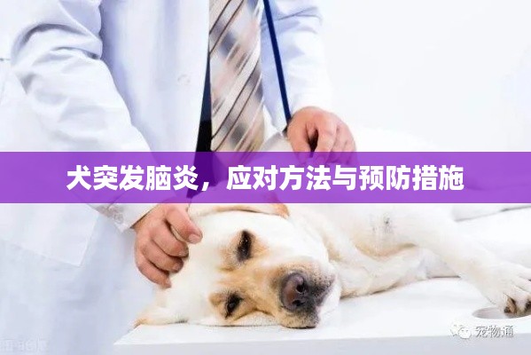 犬突发脑炎，应对方法与预防措施
