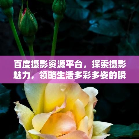 百度摄影资源平台，探索摄影魅力，领略生活多彩多姿的瞬间艺术