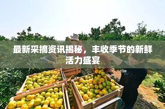 最新采摘资讯揭秘，丰收季节的新鲜活力盛宴