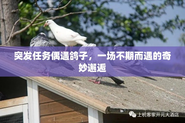 突发任务偶遇鸽子，一场不期而遇的奇妙邂逅