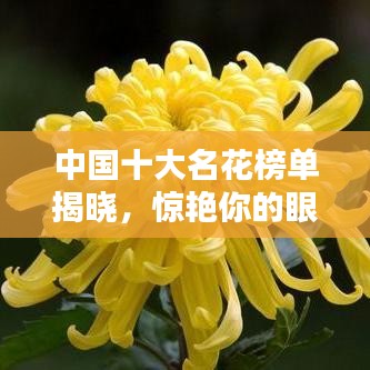 中国十大名花榜单揭晓，惊艳你的眼球！