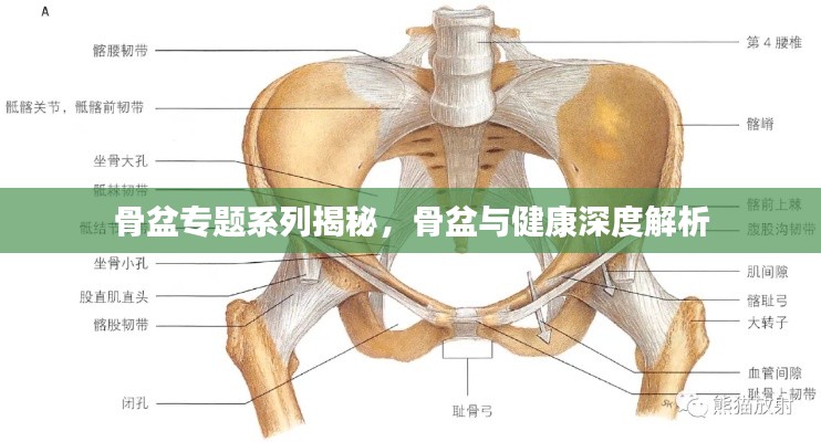 骨盆专题系列揭秘，骨盆与健康深度解析