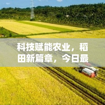 科技赋能农业，稻田新篇章，今日最新消息揭秘！