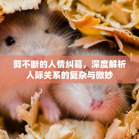 剪不断的人情纠葛，深度解析人际关系的复杂与微妙