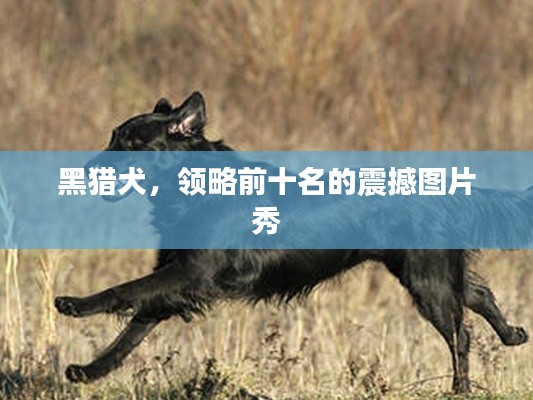 黑猎犬，领略前十名的震撼图片秀