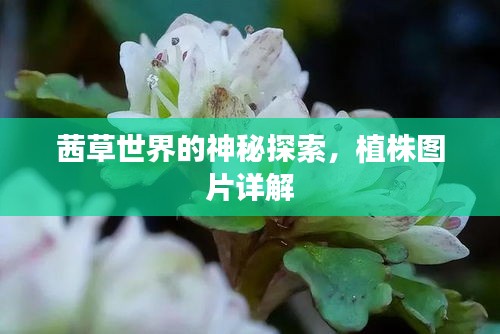 茜草世界的神秘探索，植株图片详解