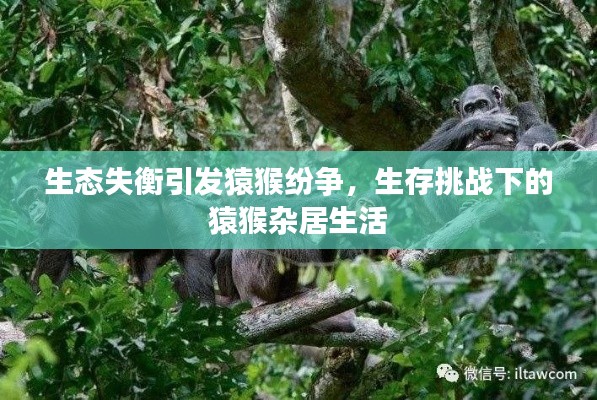 生态失衡引发猿猴纷争，生存挑战下的猿猴杂居生活