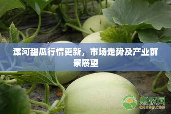 漯河甜瓜行情更新，市场走势及产业前景展望