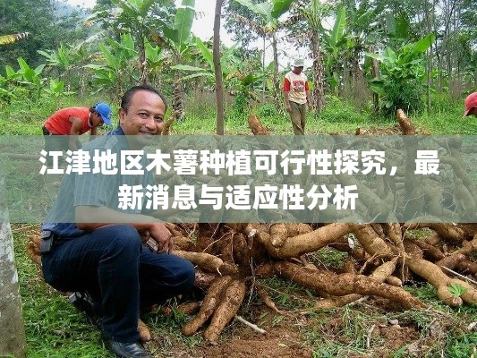 江津地区木薯种植可行性探究，最新消息与适应性分析