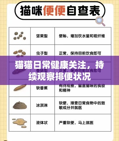 猫猫日常健康关注，持续观察排便状况